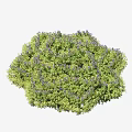 Lush Green Bush With Purple Small Flowers And Height Measurement Up To 50cm