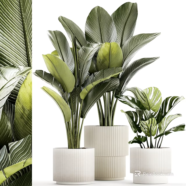 Decorative Ornament Set With Various Green Leaf Plants In White Pots For Home Decor 3d model 
