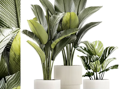 Decorative Ornament Set With Various Green Leaf Plants In White Pots For Home Decor 3d model