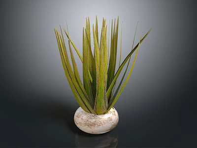 Long Leaf Green Houseplant In White Textured Round Pot On Dark Background 3d model