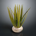 Long Leaf Green Houseplant In White Textured Round Pot On Dark Background