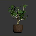 Lush Indoor Plant With Green Leaves And Stems In Brown Wooden Pot