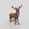 Three Brown Deer 3D Models With Large Antlers Standing On White Surface 3d model