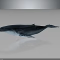 Blue Whale With White Underbelly Floating In 3D Rendering On Gray Background With Reflection 3d model