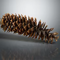 Natural Brown Pine Cone With Detailed Texture On Gray Background And Reflection 3d model