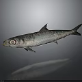 Silver Fish With Large Eyes And Black Spots On Gray Background With Reflection