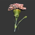 Stunning Pink Carnation Bloom With Fresh Green Stem And Leaves On Dark Background