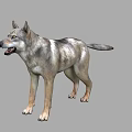 Realistic 3D Wolf Model With Standing Pose And Natural Fur Details 3d model