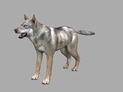 Realistic 3D Wolf Model With Standing Pose And Natural Fur Details 3d model