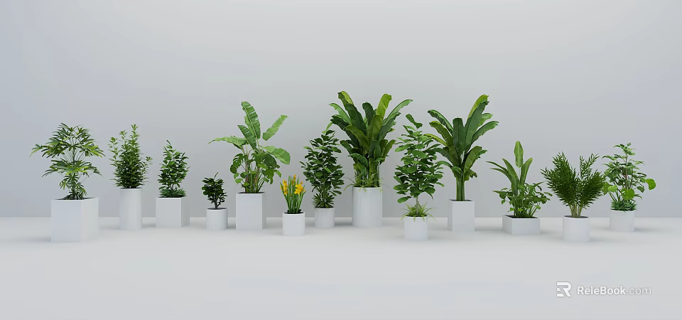 Various Types of Green Bonsai Potted Plants in White Planters 3d model 
