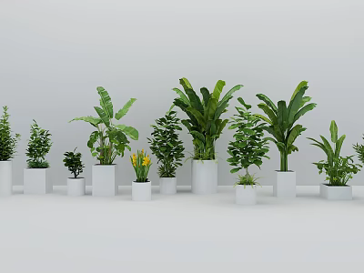 Various Types of Green Bonsai Potted Plants in White Planters 3d model