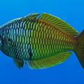 Colorful Aquatic Fish With Iridescent Scales Showcasing Vibrant Appearance Swimming In Blue Water
