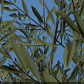 Olive Tree with Circular Green Base Standing 1.8 Meters Tall on Paved Square Tiles
