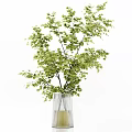 Transparent Glass Vases With Fresh Green Foliage Arranged On White Shelf