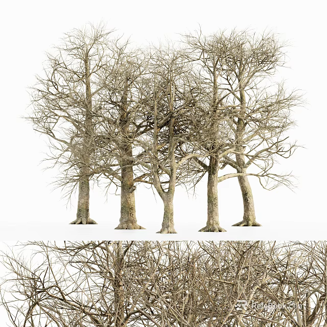 Tall Arbor Trees With Bare Branches And Thick Trunks In Natural Setting 3d model 