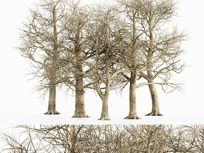 Tall Arbor Trees With Bare Branches And Thick Trunks In Natural Setting 3d model