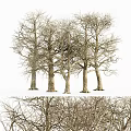 Tall Arbor Trees With Bare Branches And Thick Trunks In Natural Setting 3d model