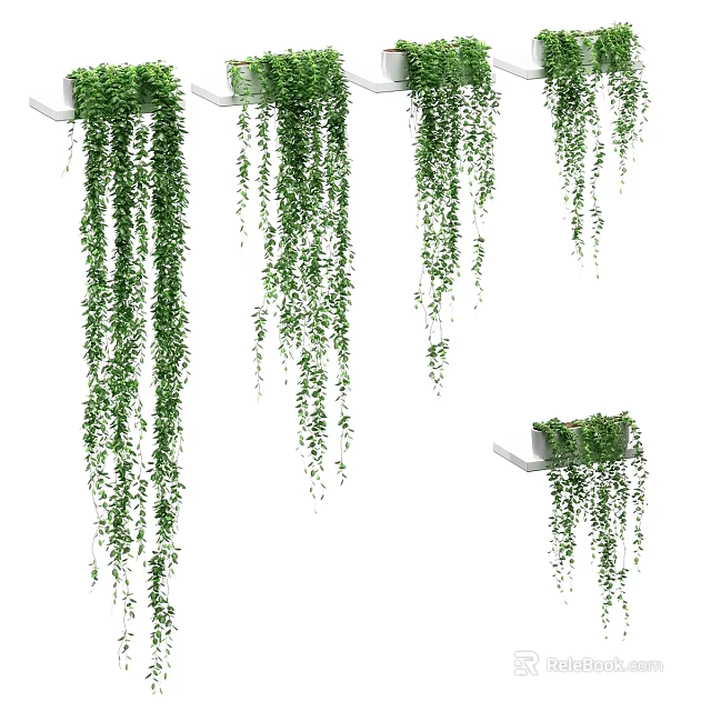 Decorative Plant Arrangement With Hanging Green Vines On White Shelves For Indoor Home Decor 3d model 
