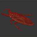 Giant Water Bug With Brown Exoskeleton Long Mouthparts And Large Wings On Dark Background
