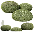 Lush Rounded Shrubs With Green Foliage And White Flowers For Garden Landscaping