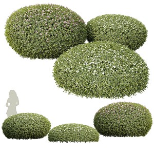 Modern shrubs 3d model