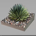 Healthy Green Agave Plant In Square Container With Colorful Pebbles Around Base