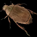 Brown Winged Flying Beetle with Hard Exoskeleton Detailed View on Black Background