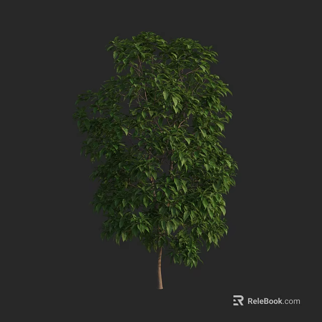 Tall Green Arbor With Dense Leaves And Straight Trunk Against Dark Backdrop 3d model 