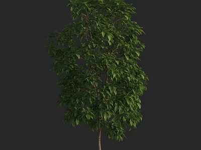Tall Green Arbor With Dense Leaves And Straight Trunk Against Dark Backdrop 3d model