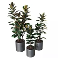 Decorative Ornament Set With Various Heights Green Plants In Metal Pots For Indoor Decoration