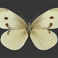 Beautiful White Butterfly With Red Spots On Wings Displayed Against Simple Gray Background