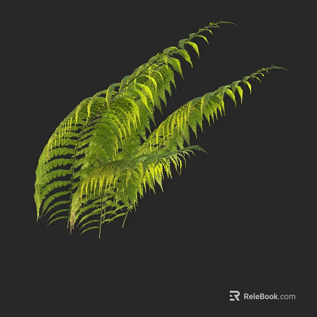Vibrant Feathery Green Fern Leaves With Bright Edges On Black Background 3d model 