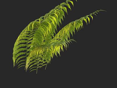 Vibrant Feathery Green Fern Leaves With Bright Edges On Black Background 3d model