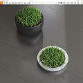 Bonsai Potted Plants with Green Grass in Black and White Containers on Indoor Floor
