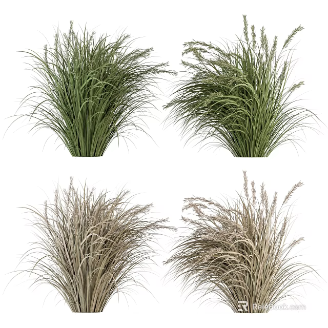 Ornamental Grasses With Green And Dried Foliage For Garden Landscaping 3d model 