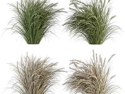 Ornamental Grasses With Green And Dried Foliage For Garden Landscaping 3d model