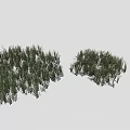 Green Herbaceous Grass Plants With Lush Various Heights In Natural Growth On White Background