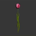 Beautiful Pink Tulip Plant with Green Stem Leaves Against Gray Background and Reflection