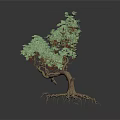 Unique Tree Plant With Exposed Roots Twisted Trunk Green Leaves And Small Red Berries