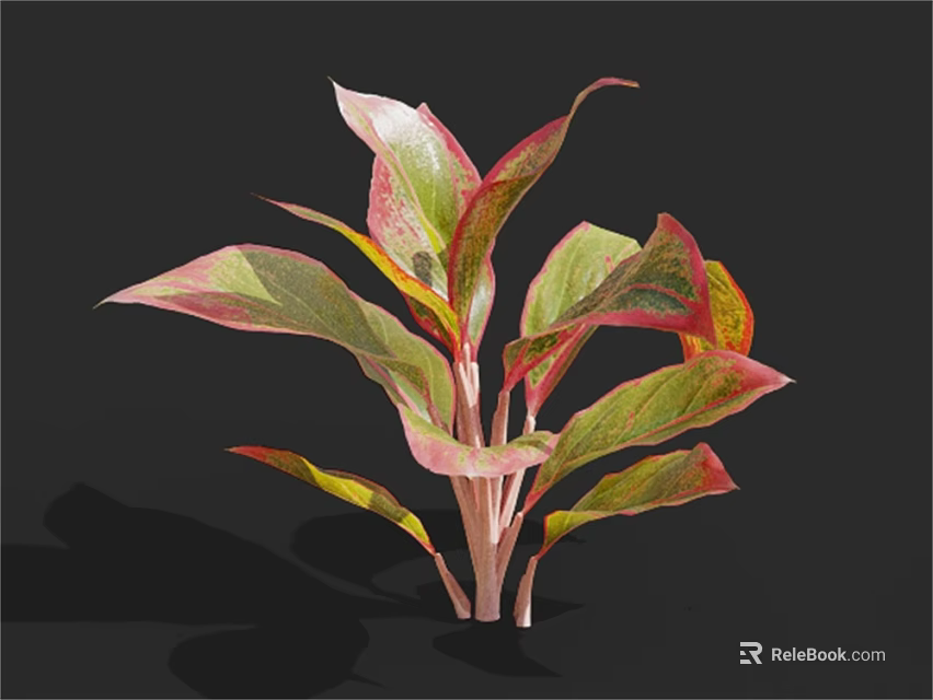 Vibrant Foliage Plant With Red Green And Yellow Leaves For Indoor Decoration 3d model 