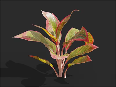 Vibrant Foliage Plant With Red Green And Yellow Leaves For Indoor Decoration 3d model