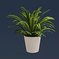 Lush Bonsai Potted Plant With Green And White Striped Leaves In White Ceramic Pot