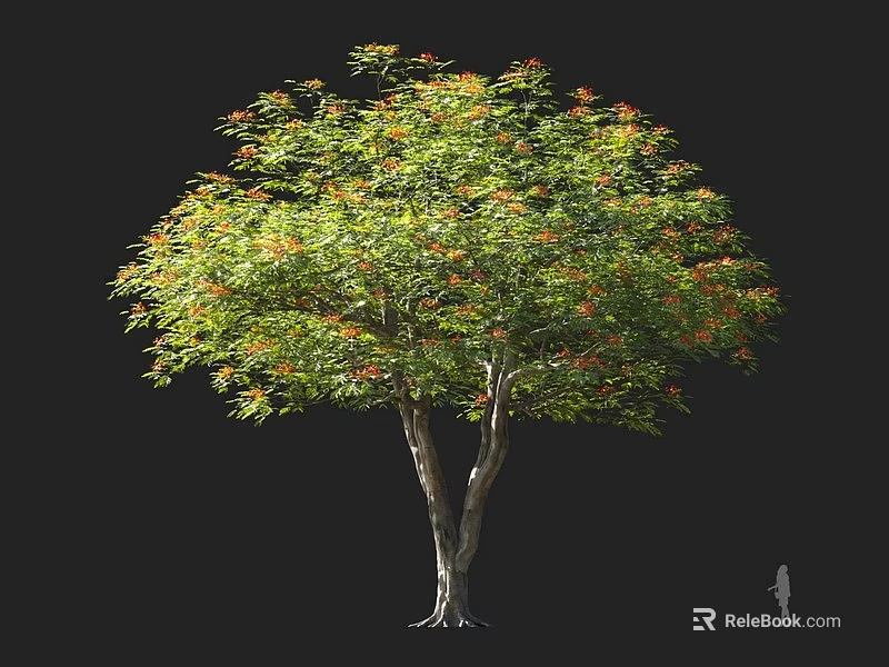 Tall Lush Leafy Tree With Green Foliage Orange Blossoms And Dual Trunks 3d model 