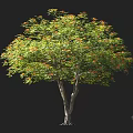 Tall Lush Leafy Tree With Green Foliage Orange Blossoms And Dual Trunks