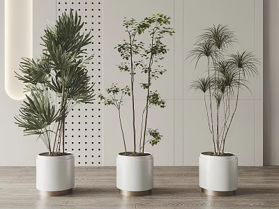 Three Bonsai Plants In White Pots For Modern Indoor Home Decor 3d model