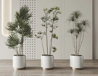 Three Bonsai Plants In White Pots For Modern Indoor Home Decor 3d model