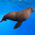 Brown Sea Lion Gliding Gracefully In Blue Ocean Water Natural Habitat