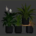 White Flowering Fern And Colorful Leaf Plants In Black Pots On Wooden Tray Stand