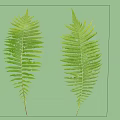 Fresh Green Fern Leaves Isolated On White Background Natural Plant