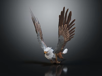 Majestic Eagle With Spread Wings White Head And Brown Feathers Standing On Dark Background With Reflection 3d model